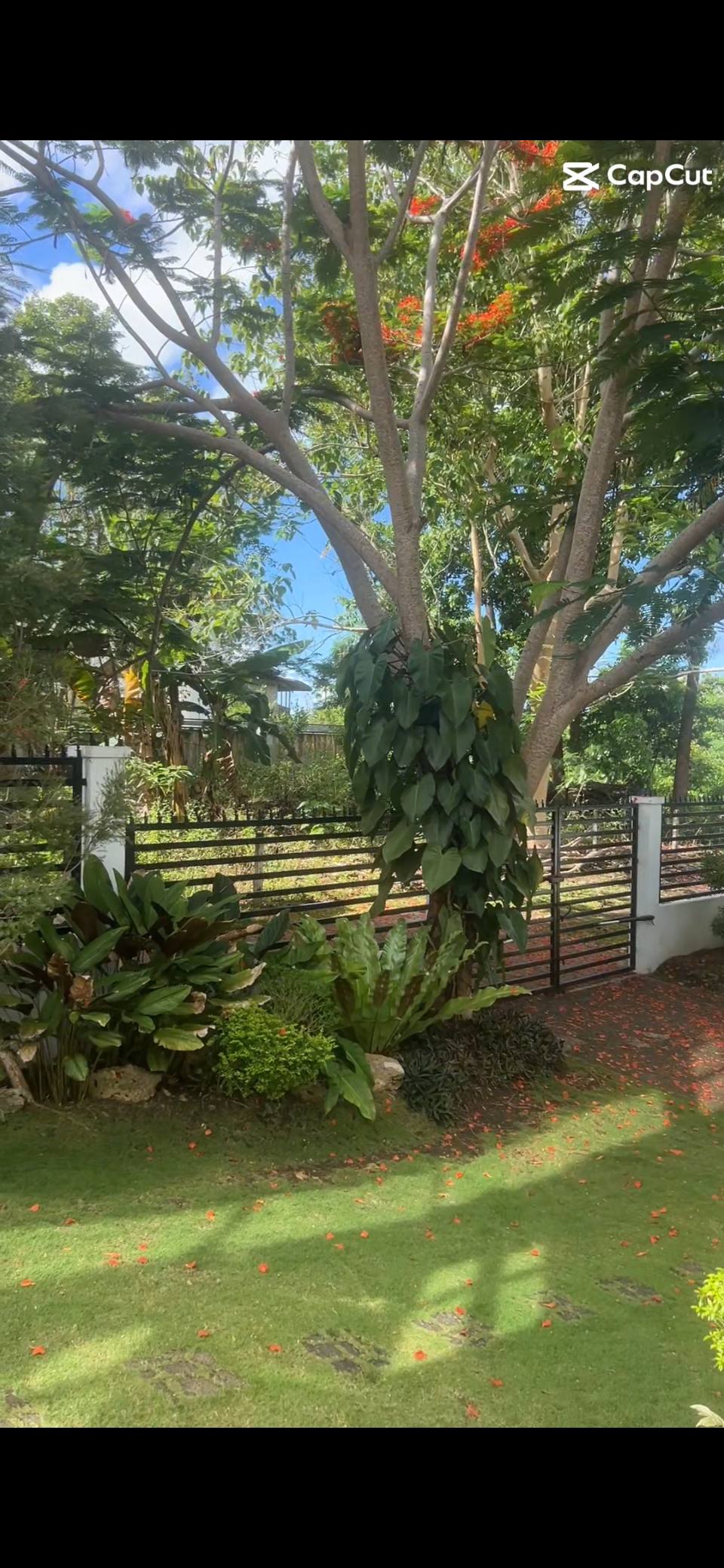 Lush tropical garden
